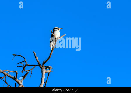 Female Downy Woodpecker perches at very top of dried tree branch against the deep blue Autumn sky. Stock Photo