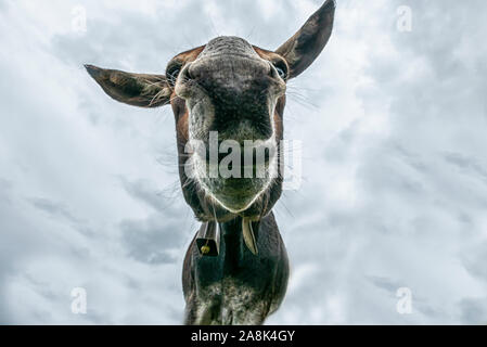 Donkey head close-up taken by downside Stock Photo