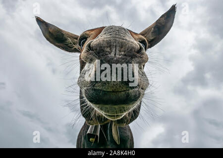 Donkey head close-up taken by downside Stock Photo