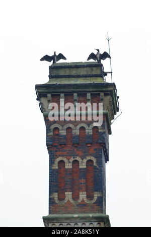 A pair of cormorants (Phalacrocorax carbo) pearched on the top of a chimney in their well known pose to dry their feathers Stock Photo