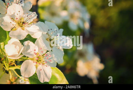 Blooming pear tree branch with beautiful white flowers with pink stamens in warm sunset sunlight. Seasonal greeting card background with copy space. S Stock Photo