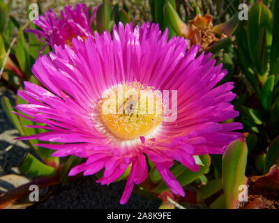 Honey bee on a Hottentot-fig flower. It is a ground-creeping plant with succulent leaves in the genus Carpobrotus, native to South Africa. Stock Photo