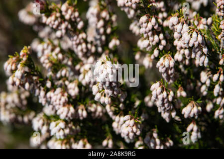 Tree Heath Flowers in Bloom in Winter Stock Photo