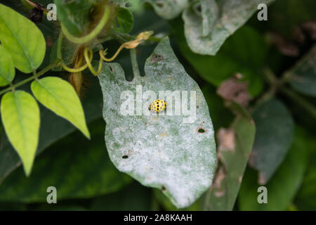 Twenty Two Spotted Lady Beetle on Leaf Stock Photo