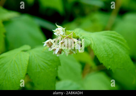Unripe Raspberry Fruits in Summer Stock Photo