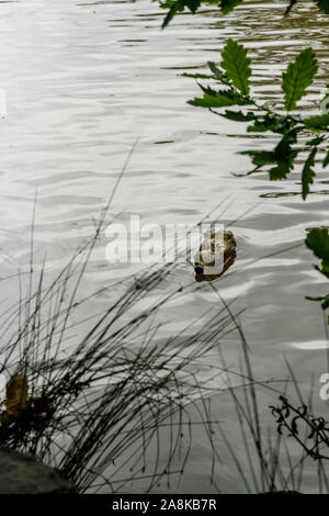 Empty plastic softdrink bottle floating in the river Stock Photo