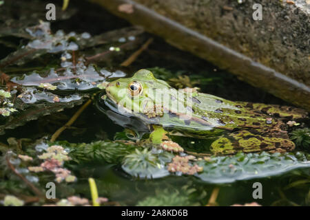 Water Frog in Pond in Springtime Stock Photo