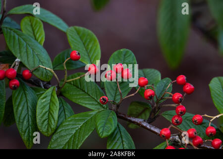 Willow Leaved Cotoneaster Fruits in Winter Stock Photo