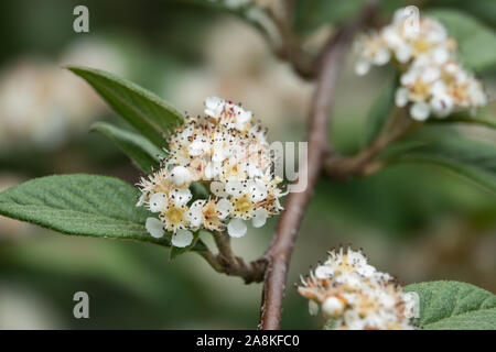 Willow Leaved Cotoneaster Flowers in Bloom in Springtime Stock Photo