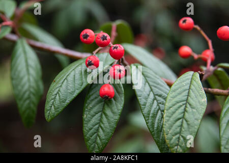 Willow Leaved Cotoneaster Fruits in Winter Stock Photo