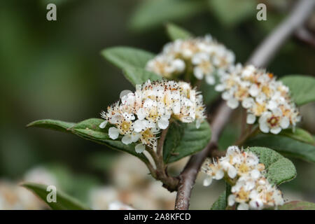 Willow Leaved Cotoneaster Flowers in Bloom in Springtime Stock Photo