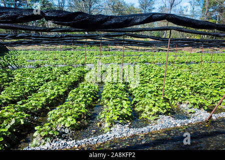 Daio Wasabi Farm in Azumino, Nagano, Japan Stock Photo