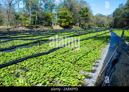 Daio Wasabi Farm in Azumino, Nagano, Japan Stock Photo