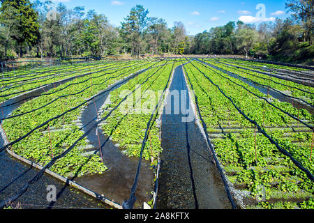 Daio Wasabi Farm in Azumino, Nagano, Japan Stock Photo