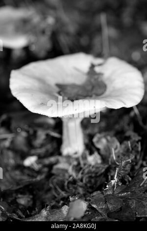 Wild mushrooms black and white edit macro background fifty megapixels Stock Photo
