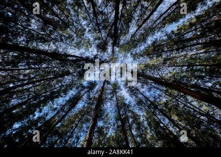 Looking up through a grid of pine trees at the beach near Kota Bharu. In Kelantan, Malaysia. Stock Photo