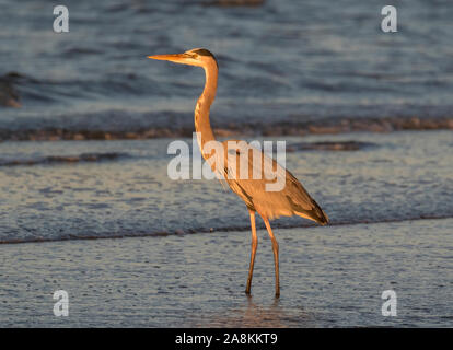 Great Blue Heron (Ardea herodias) on the Evening fishing at the East End beach of Galveston, Texas Stock Photo