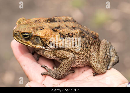 Cane or Marine Toad from Australia Stock Photo