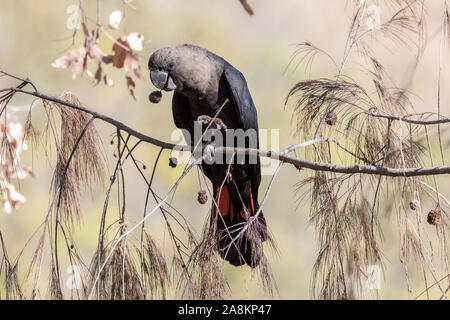Glossy Black Cockatoo feeding on Casuarina seeds Stock Photo