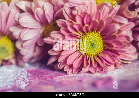 Pink apricot chrysanthemums on a picturesque background. Photo of autumn flowers . Stock Photo