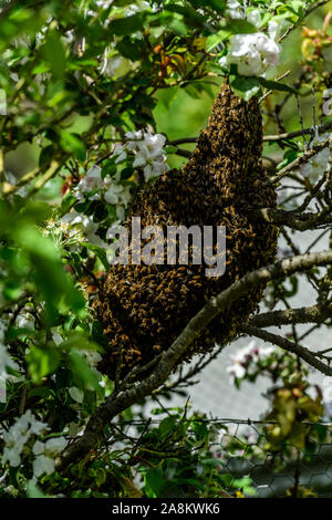 Swarm of bees hanging from peach tree branch on a warm Spring morrning Stock Photo