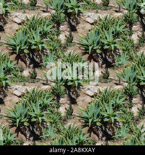 Agave cacti grow on the street of the city. Urban landscaping. Seamless texture Stock Photo