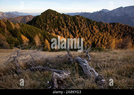 Dry branch in dried grass on the mountain with beautiful autumn forest in the background Stock Photo
