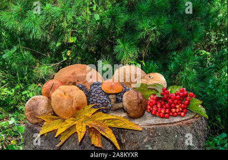 Rich harvest of autumn forest: edible mushrooms, cedar cones, red berries of viburnum, multi-colored fallen leaves. Autumn still life on a cedar stump Stock Photo