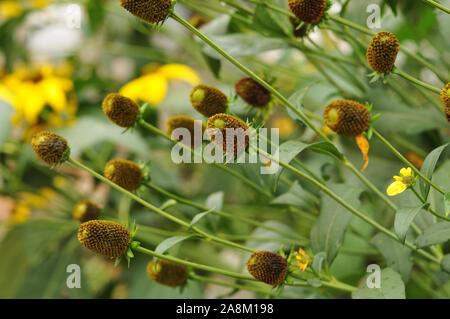 flower heads without florets of wilted shiny coneflowers in flowerbed in autumn garden Stock Photo