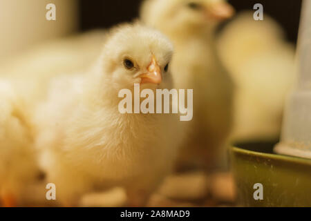 Bresse Gauloise Chicken Chick, 1 day, to 2 weeks, Bresse Küken, in Janja, Bosnia Stock Photo