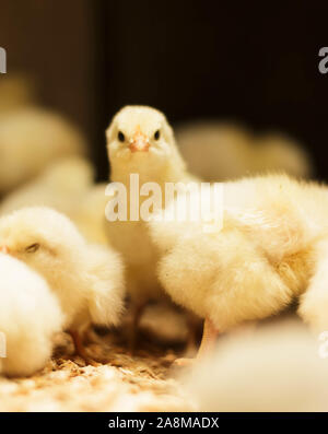 Bresse Gauloise Chicken Chick, 1 day, to 2 weeks, Bresse Küken, in Janja, Bosnia Stock Photo