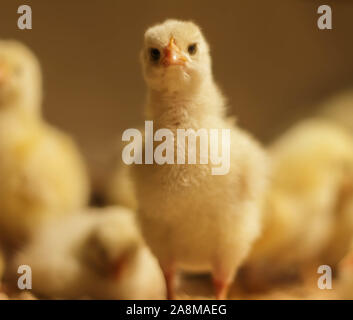 Bresse Gauloise Chicken Chick, 1 day, to 2 weeks, Bresse Küken, in Janja, Bosnia Stock Photo