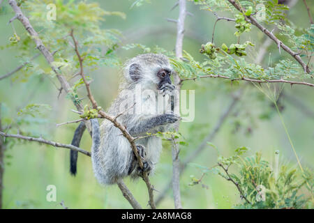 Young Vervet monkey eating a plant in Kruger National park, South Africa ; Specie Papio ursinus family of Cercopithecidae Stock Photo