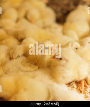 Bresse Gauloise Chicken Chick, 1 day, to 2 weeks, Bresse Küken, in Janja, Bosnia Stock Photo