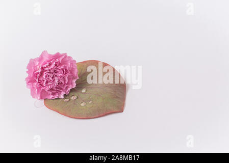 Pink flowers, poppy flowers isolated on white background Stock Photo