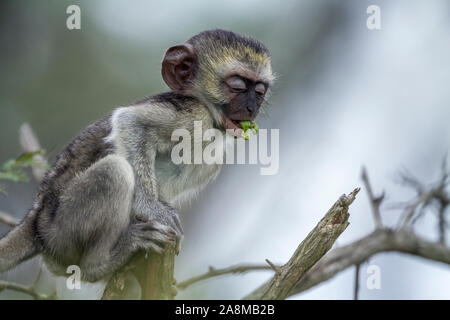 Young Vervet monkey eating a plant in Kruger National park, South Africa ; Specie Papio ursinus family of Cercopithecidae Stock Photo