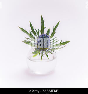 blue thistles, flowers in a small glass vase isolated on a white background Stock Photo