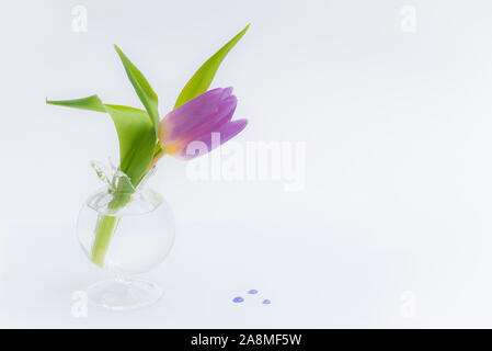 Light purple tulip in a glass vase isolated on a white background Stock Photo
