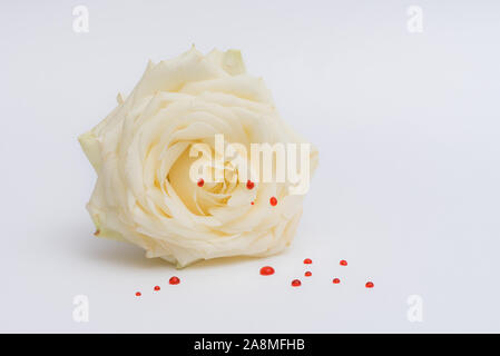 White rose with red drops isolated on a white background Stock Photo