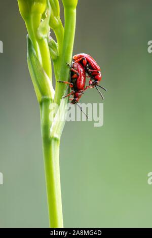 Scarlet lily beetle (Lilioceris lilii), mating on a green plant, Schwaz, Tyrol, Austria Stock Photo