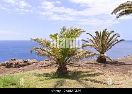 Isolated little palms on the shore, near Atlantic Ocean (Madeira, Portugal, Europe) Stock Photo