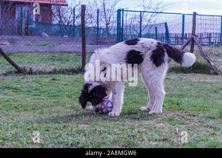 Livestock Guardian Dog, Ciobanesc Romanesc de Bucovina, herding dog of Romania, shepherd dog of Bukovina, LGD in Janja Bosnia Stock Photo