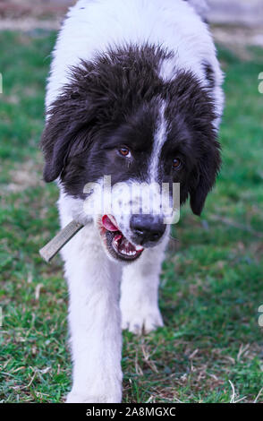 Livestock Guardian Dog, Ciobanesc Romanesc de Bucovina, herding dog of Romania, shepherd dog of Bukovina, LGD in Janja Bosnia Stock Photo