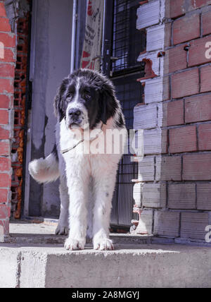 Livestock Guardian Dog, Ciobanesc Romanesc de Bucovina, herding dog of Romania, shepherd dog of Bukovina, LGD in Janja Bosnia Stock Photo