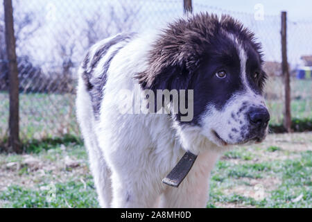 Livestock Guardian Dog, Ciobanesc Romanesc de Bucovina, herding dog of Romania, shepherd dog of Bukovina, LGD in Janja Bosnia Stock Photo