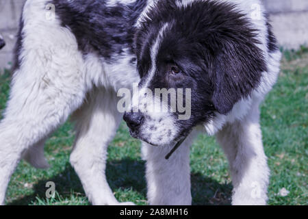 Livestock Guardian Dog, Ciobanesc Romanesc de Bucovina, herding dog of Romania, shepherd dog of Bukovina, LGD in Janja Bosnia Stock Photo