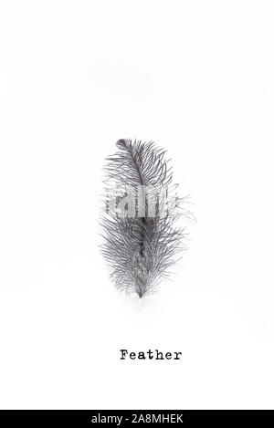 Grey Fluffy Feather isolated on white background, creative design element. Stock Photo