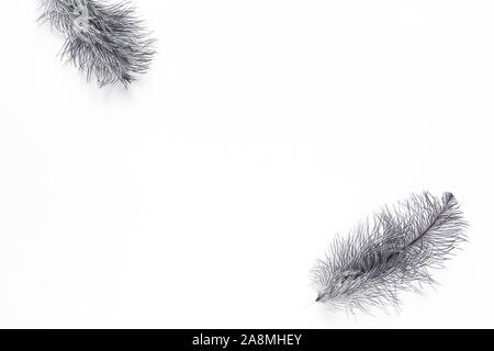 Grey Fluffy Feathers on white background, creative flat lay, copy space. Stock Photo