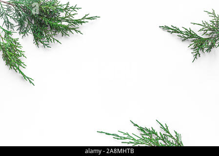 Thuja evergreen plant branches on white background. Top view, copy space. Stock Photo
