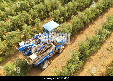 New Holland Olive harvester working in a field, Aerial view.